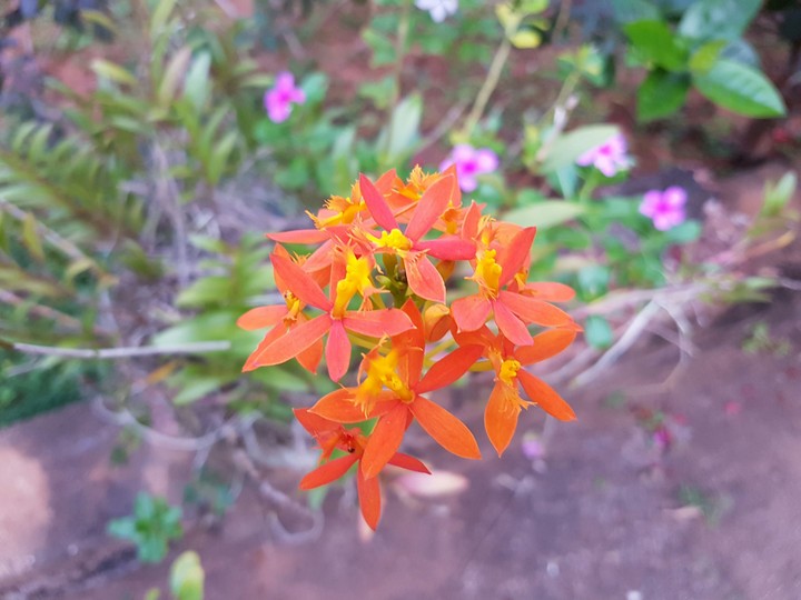 Flower