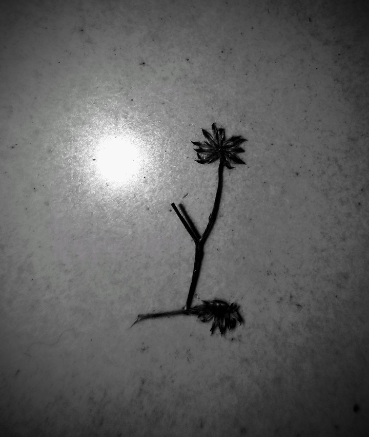 pic by me...??