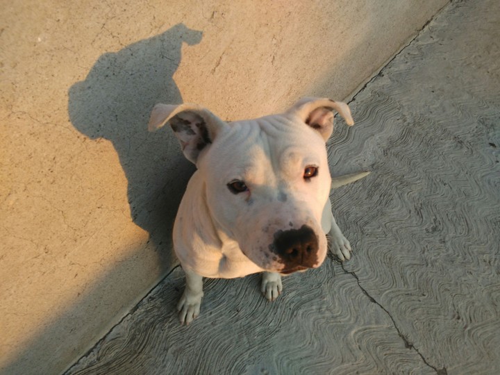 dog pitbull