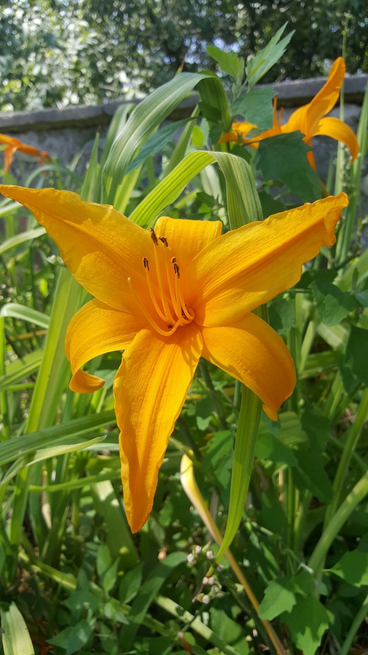 From Parco Sigurtà, Italy.