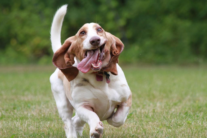 funny puppy
