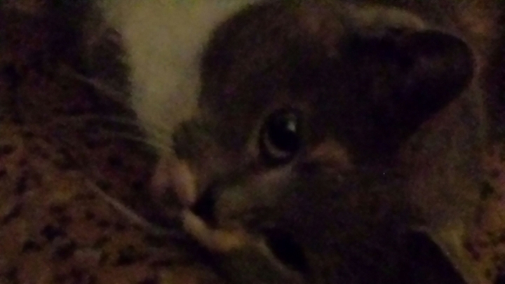 my grandmas cat