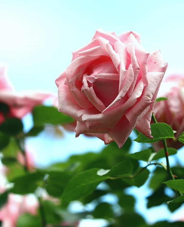 ღ✿◠‿◠✿ღ