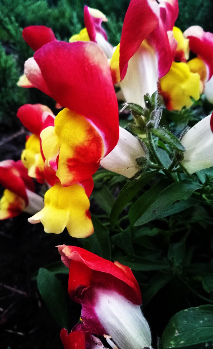 Flovers