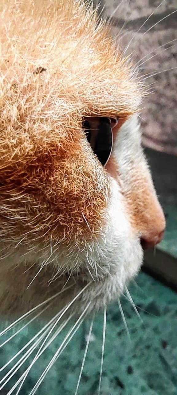 macro test