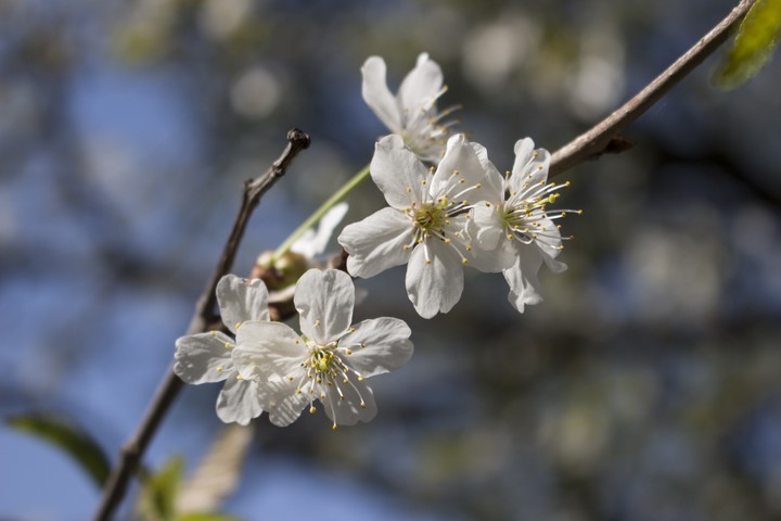 spring flowers