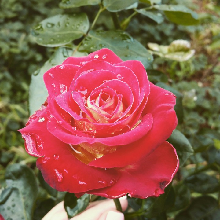 Rose after the rain