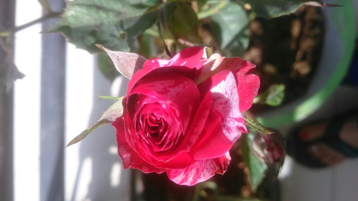 shaded rose...