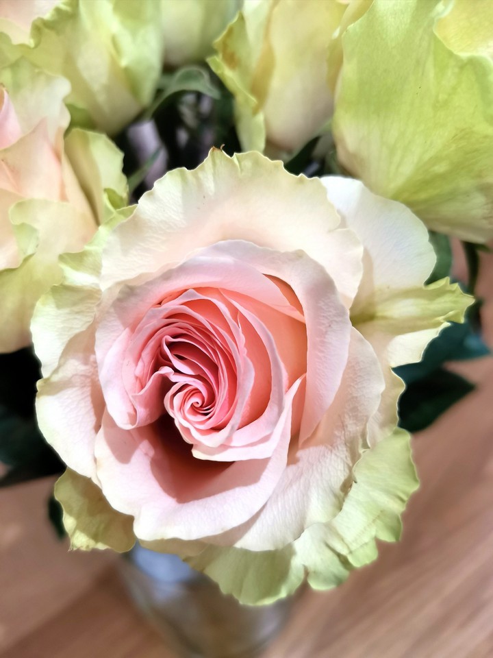 rose