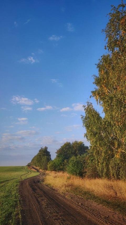 plain, tree वॉलपेपर