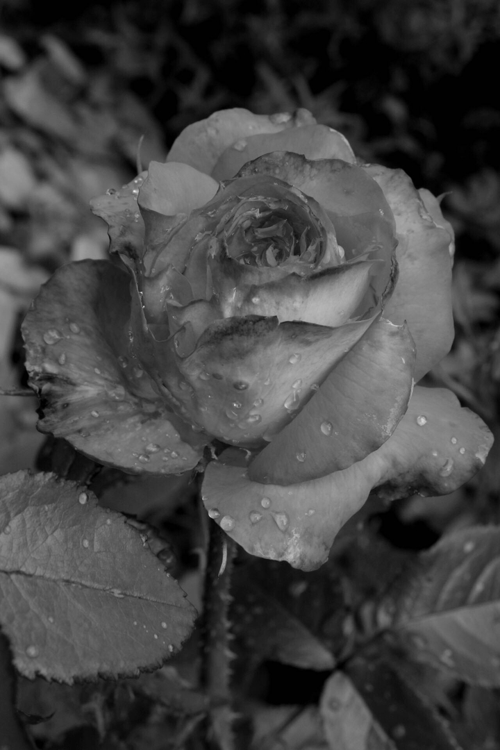 monochrome rose