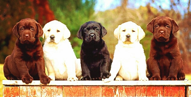 Labradors