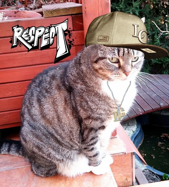 LA CAT