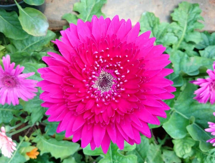 Transvaal Daisy 