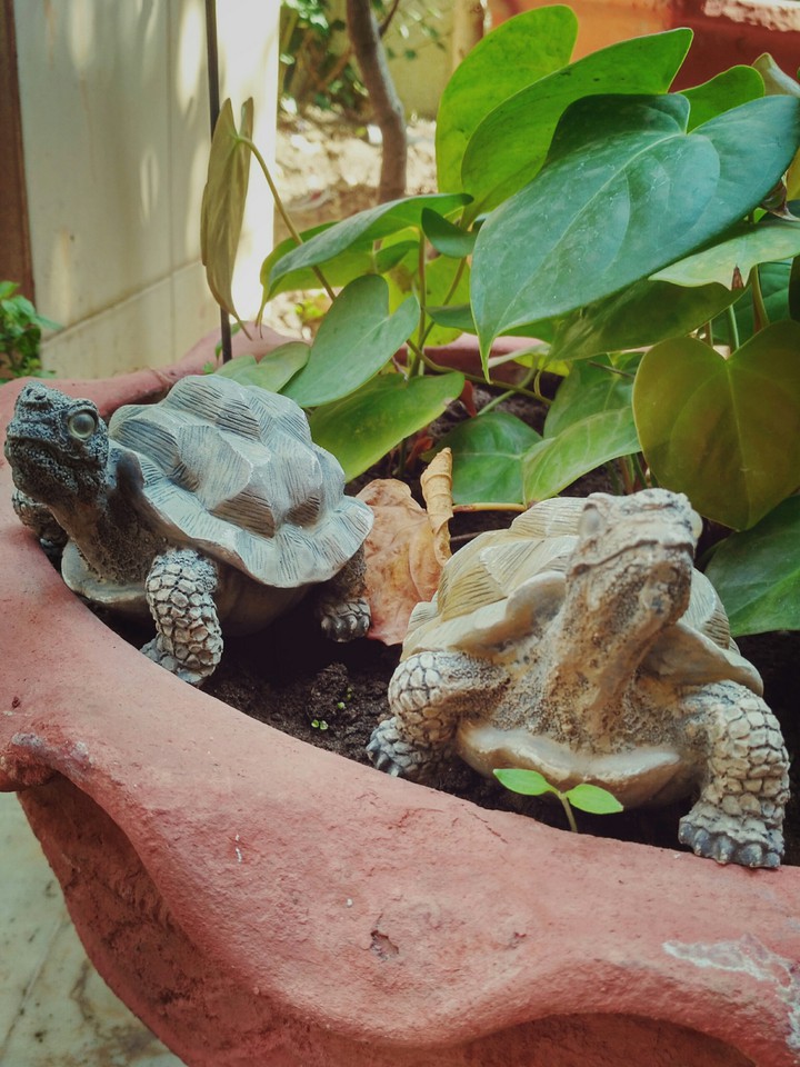 home garden