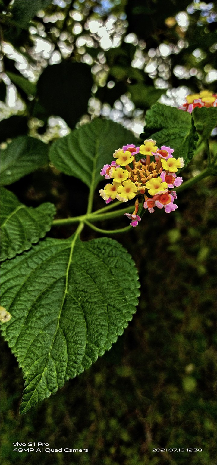 my click