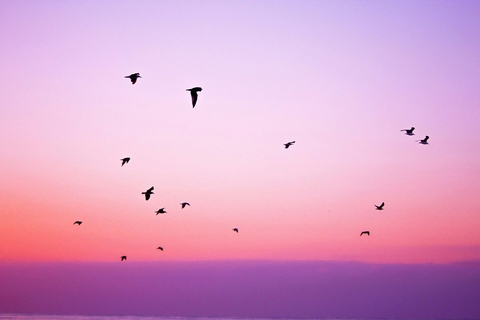 Des oiseaux