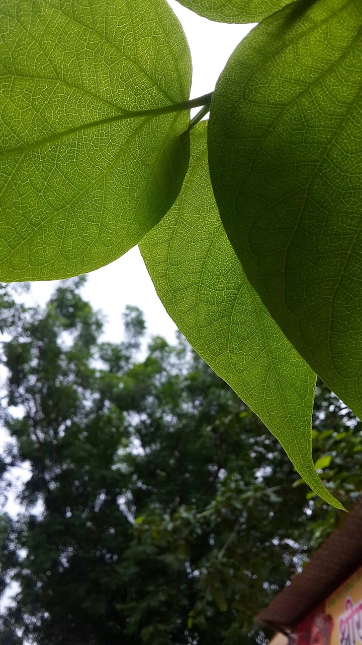 Green beauty