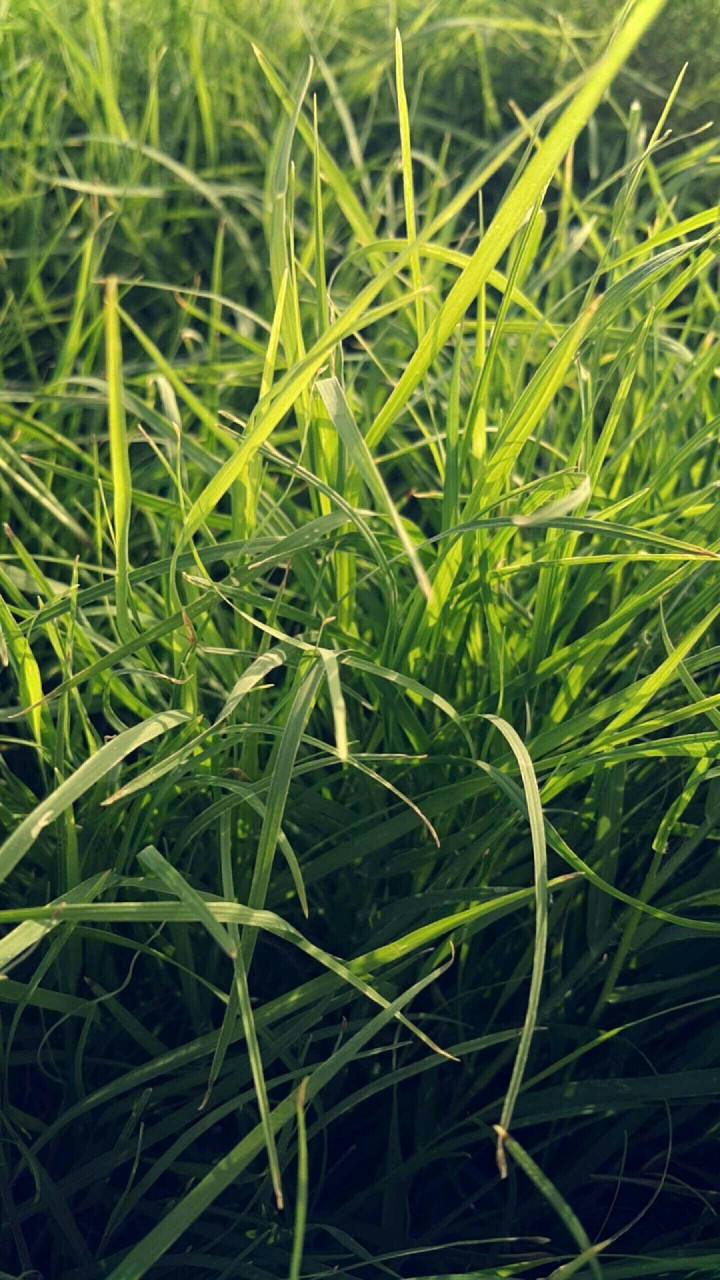 Grass