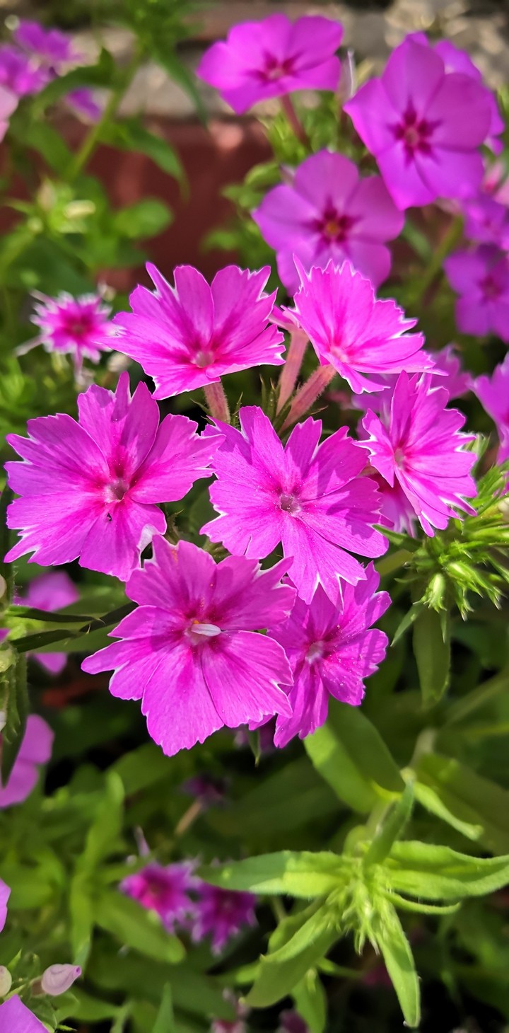 Pink flowers