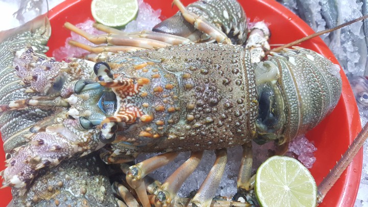 fish