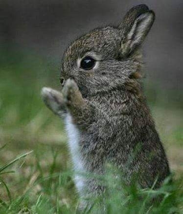cuteness overloaded