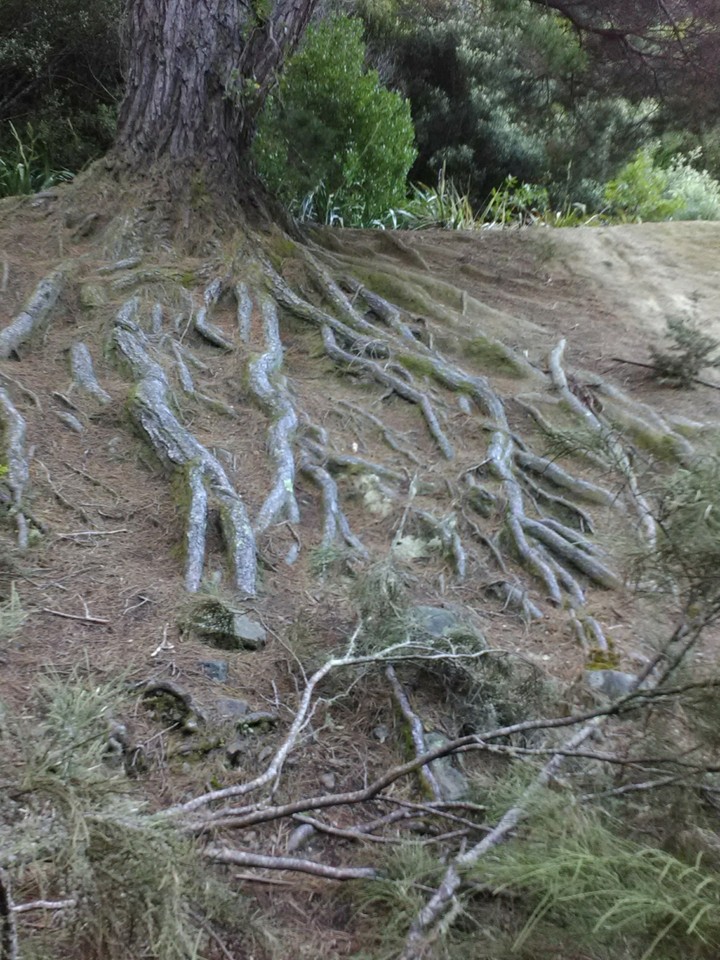 nature