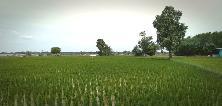 paddy field