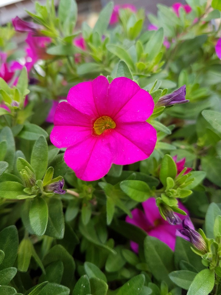 Petunia