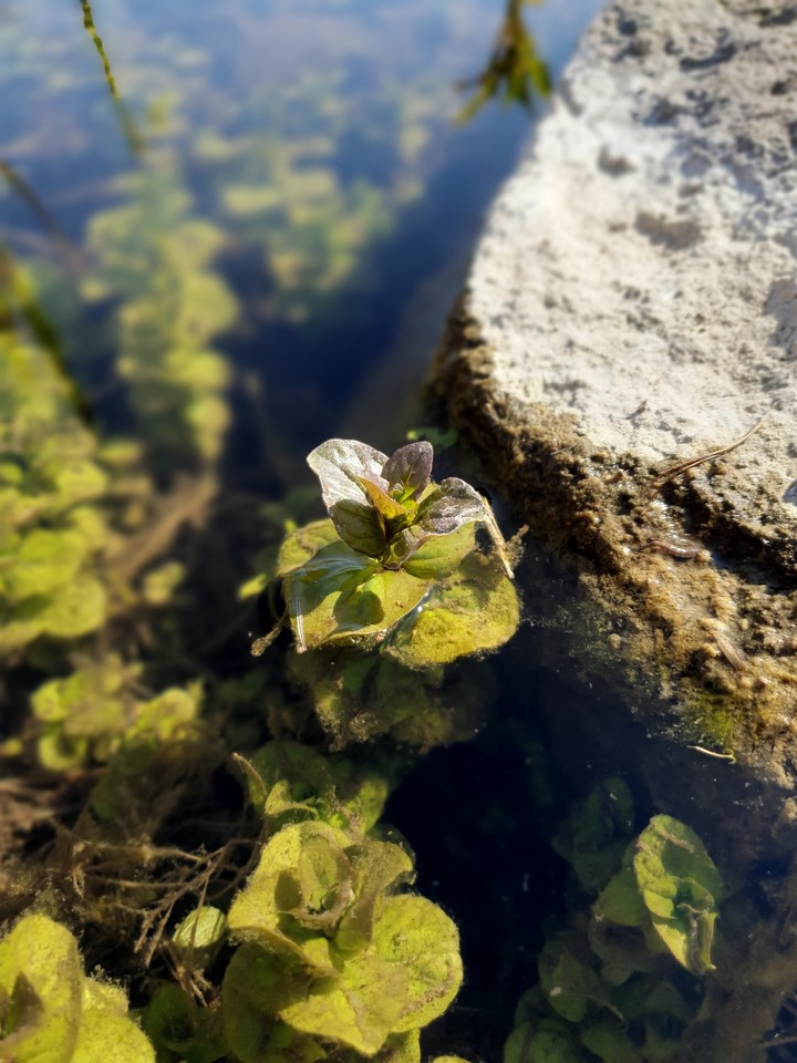 Wasserpflanze