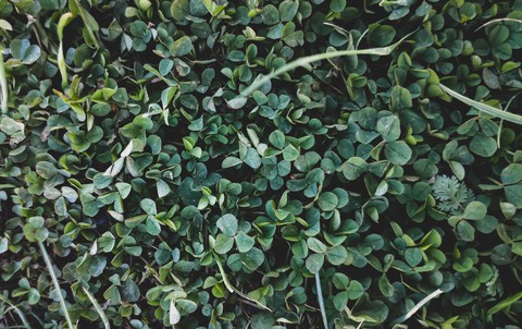 greeny~