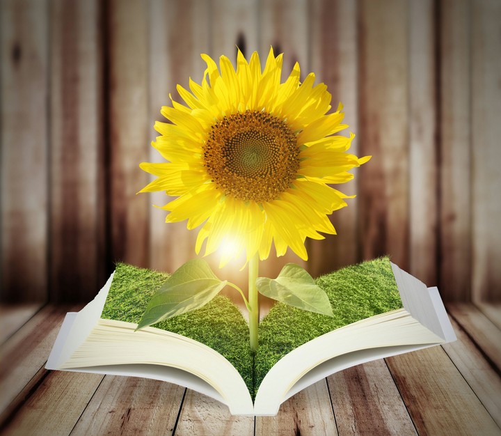 Sunflower 01