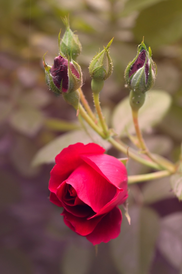 rose