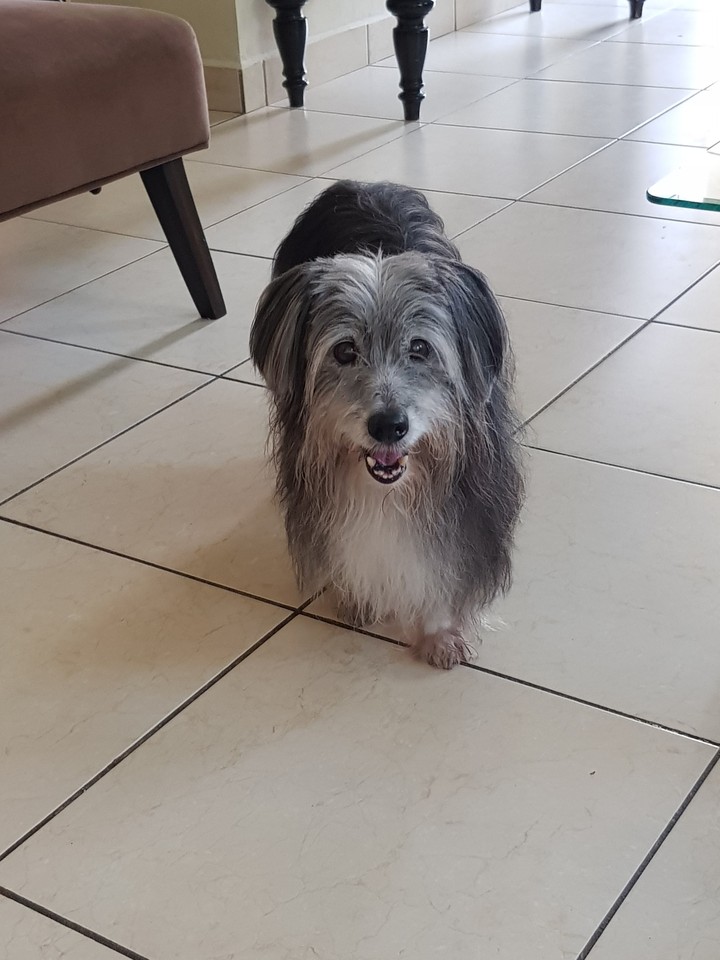 Blacky. 17 years young
