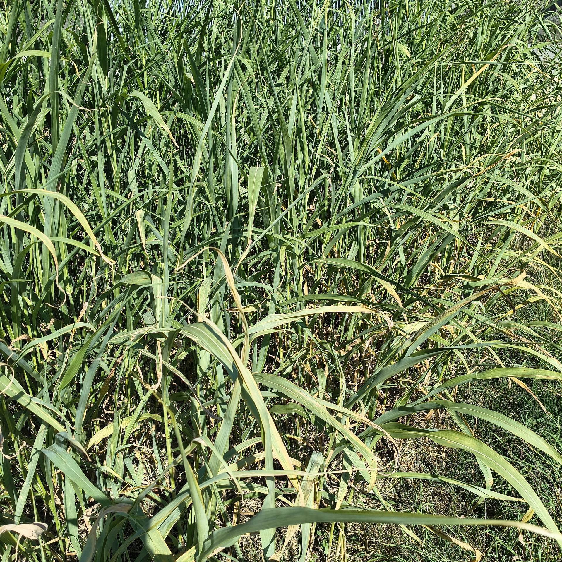 Green grass
