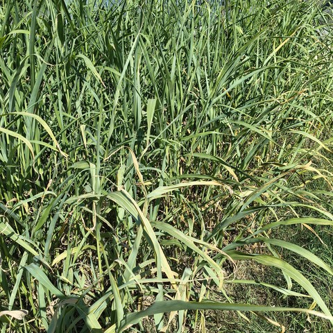 Green grass