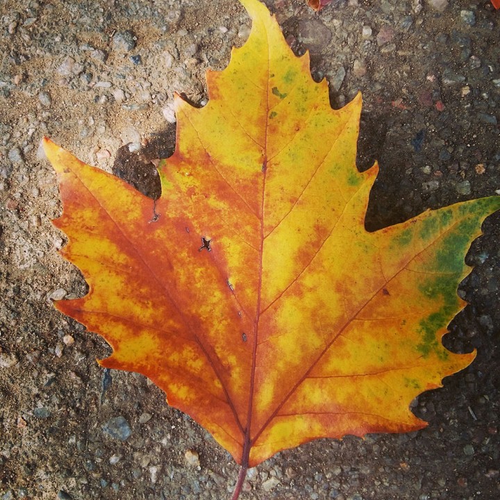 Autumn leaf