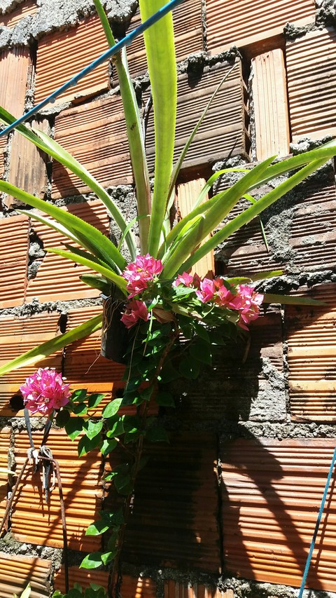 amarilis