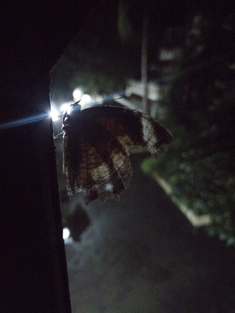 moth