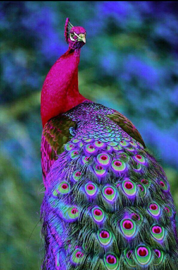 Jewel