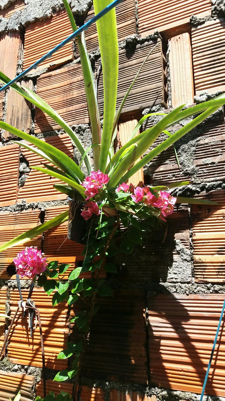 amarilis