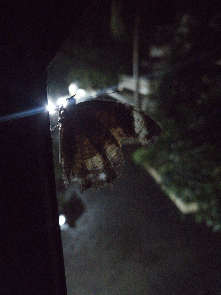moth