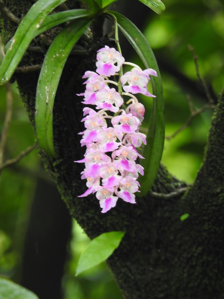 orchid