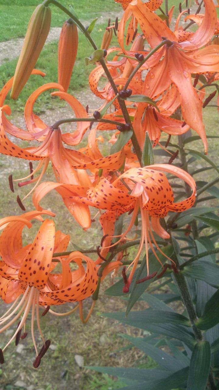 fiori