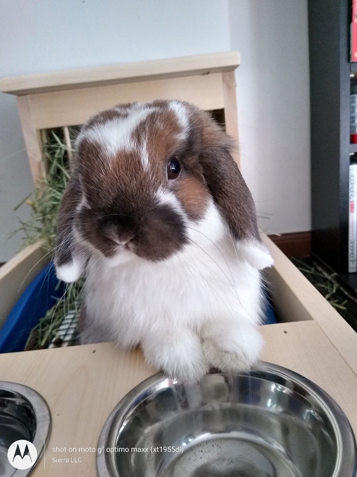 Oliver