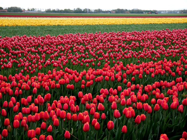 Tulips Route Amsterdam