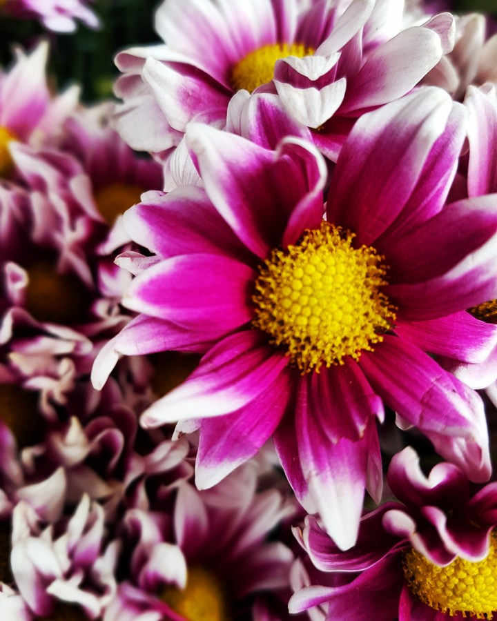 Flower Power