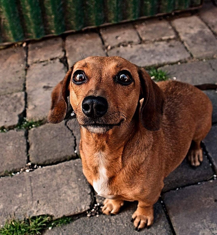 My doxie ❤