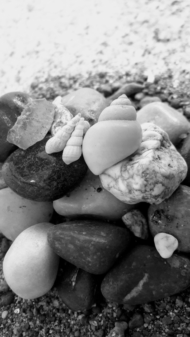 shell