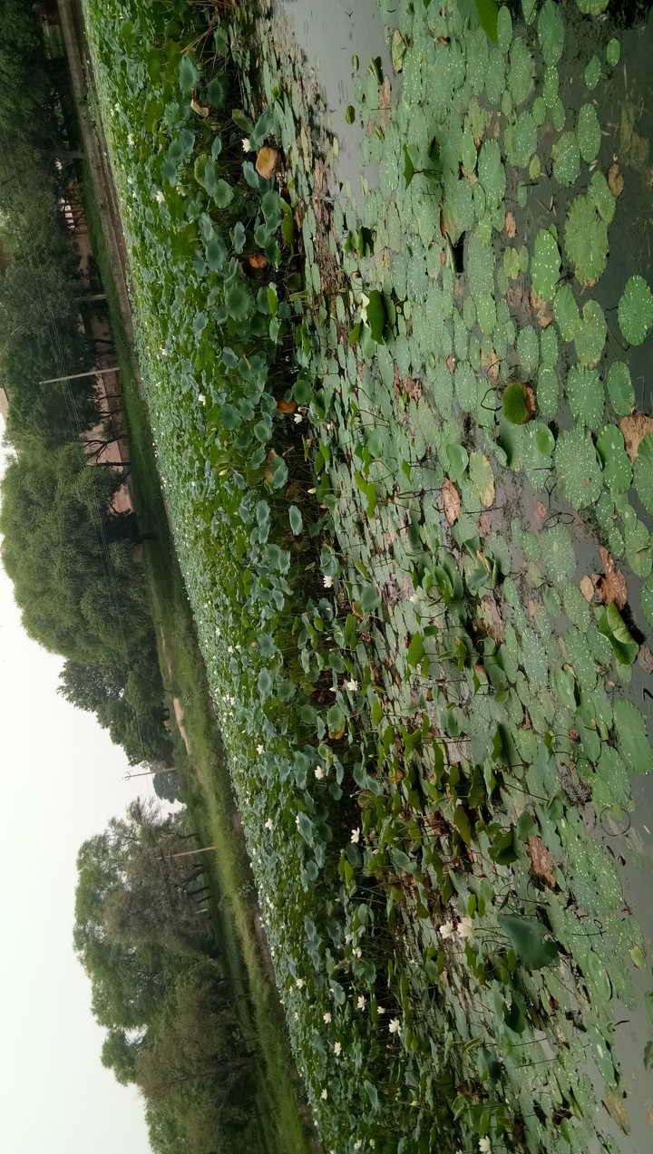 white lotus